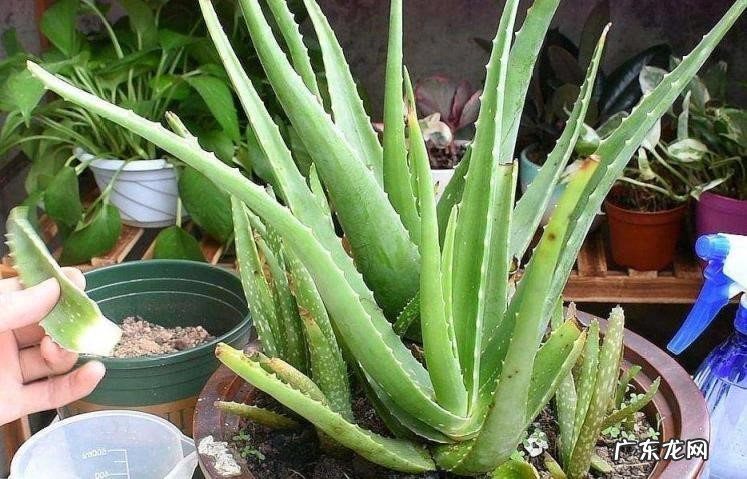 充足的光照 芦荟怎么样枝叶肥大