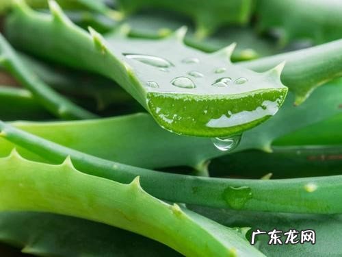 美容护肤 芦荟有什么功效