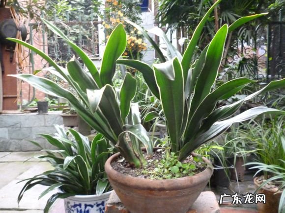 温暖通风 万年青的养殖方法