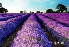 薰衣草 养哪些植物能够帮助入眠？