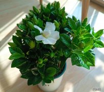 栀子花 哪些花香味比较好闻？