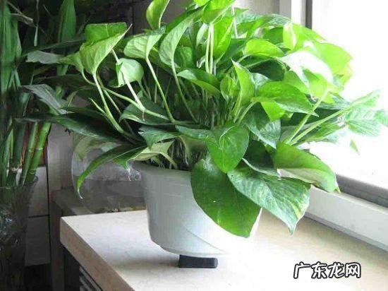常青藤 四季常青的植物有哪些?