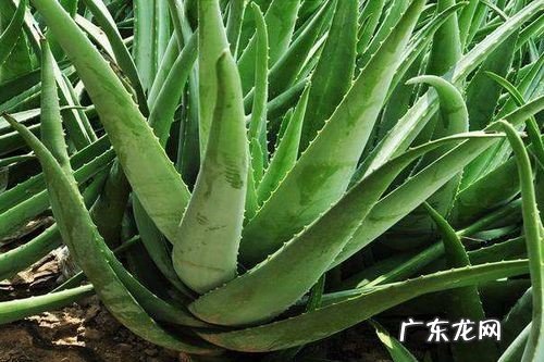 绿萝 什么植物能够去除甲醛