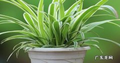 绿萝 什么植物能够去除甲醛
