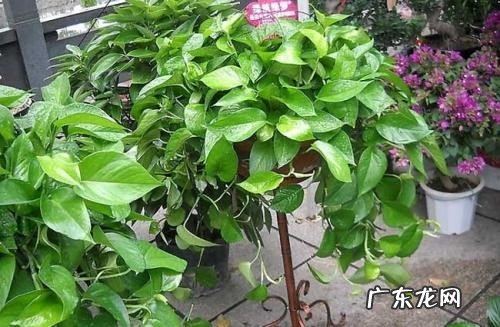 注意土壤 养植绿箩需要注意什么