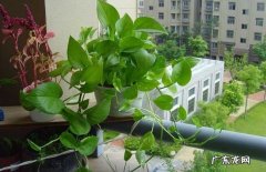 注意土壤 养植绿箩需要注意什么