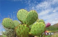 清热去火 养仙人掌有哪些好处？