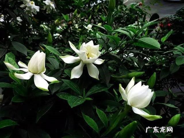 清肺止咳 养栀子花有什么好处?