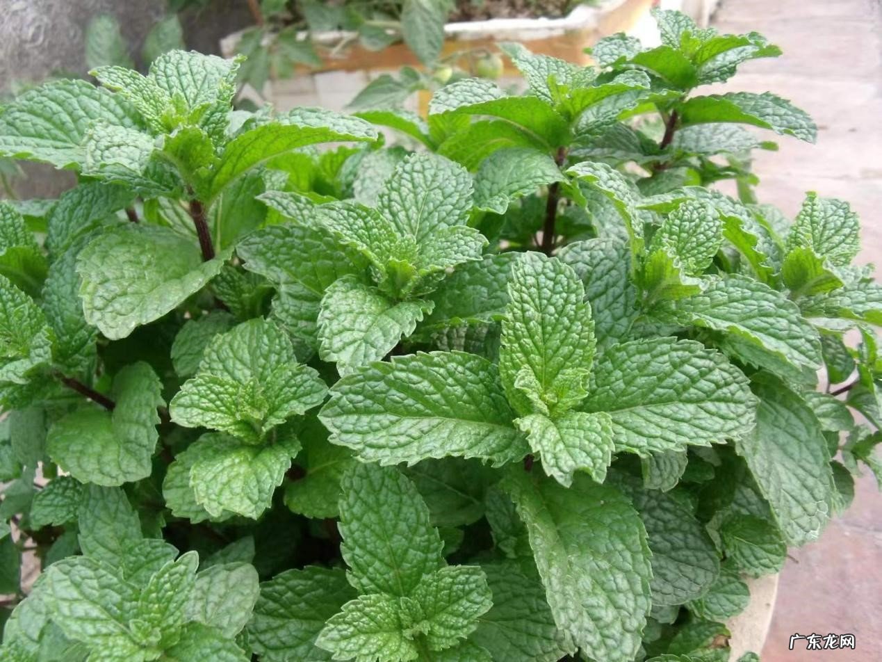 薄荷 哪些植物比较容易养?