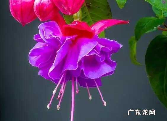 橘子皮泡水浇在花盆中 家中养花有小飞虫怎么办?