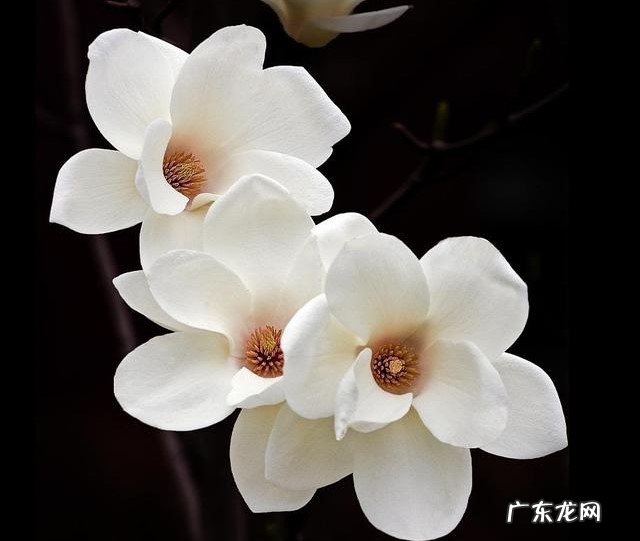 橘子皮泡水浇在花盆中 家中养花有小飞虫怎么办?