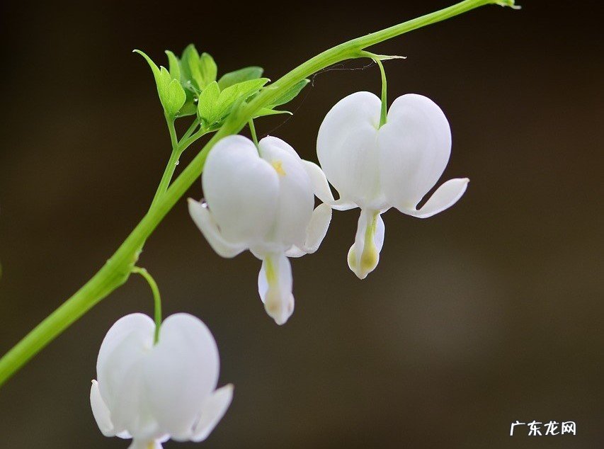 橘子皮泡水浇在花盆中 家中养花有小飞虫怎么办?