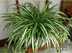 避免阳光暴晒 吊兰如何进行养护？
