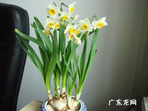 保持光照充足 水仙花如何种植?