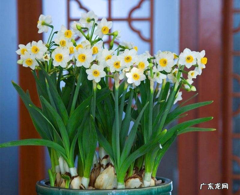 保持光照充足 水仙花如何种植?