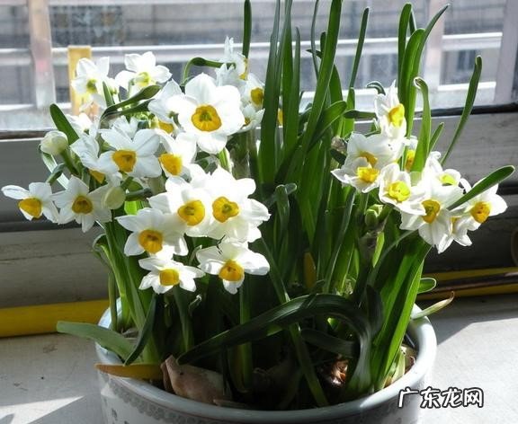 保持光照充足 水仙花如何种植?