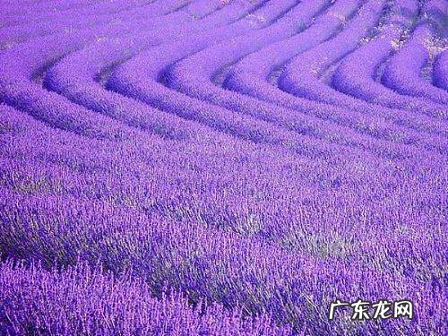 微碱性土壤 薰衣草如何种植？