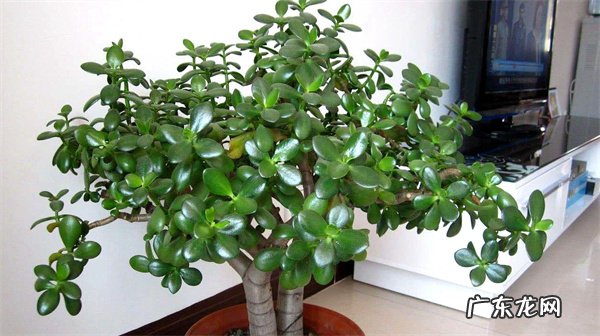 不要暴晒 养护玉树有什么技巧