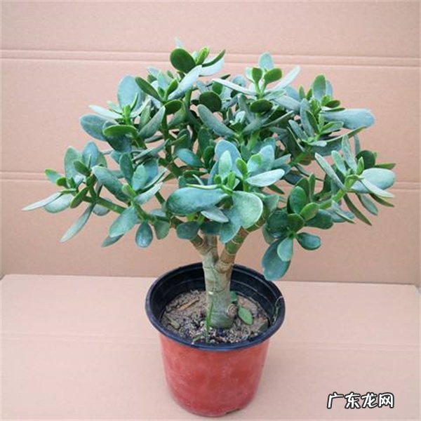 不要暴晒 养护玉树有什么技巧