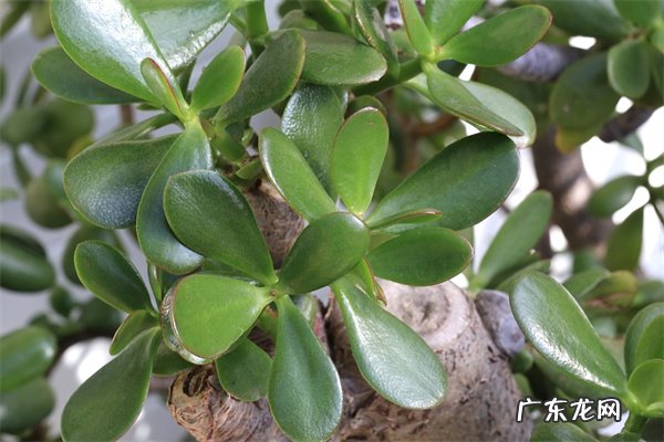 不要暴晒 养护玉树有什么技巧