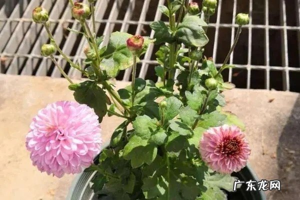 考虑土壤及光照问题 乒乓菊地栽方法