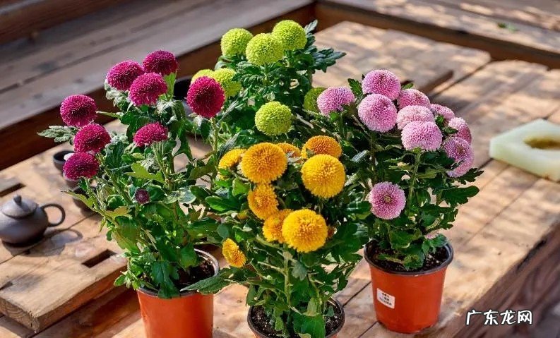 考虑土壤及光照问题 乒乓菊地栽方法