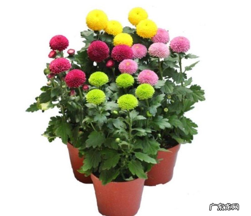 考虑土壤及光照问题 乒乓菊地栽方法