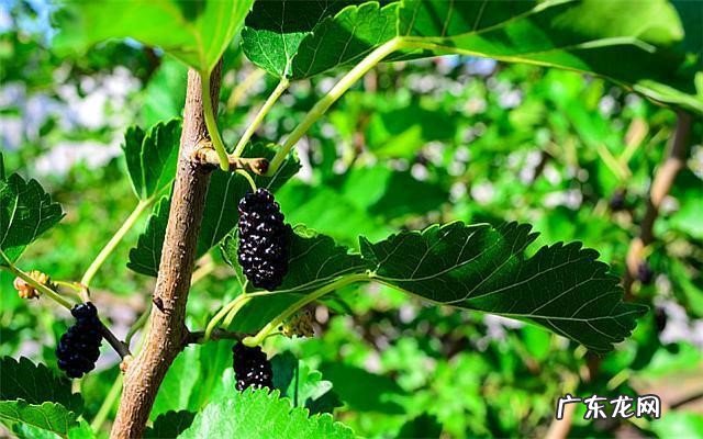 桑树 我国的四大鬼树指的是什么