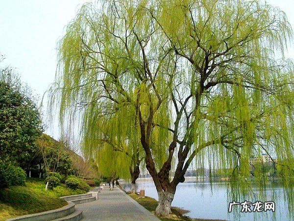 桑树 我国的四大鬼树指的是什么