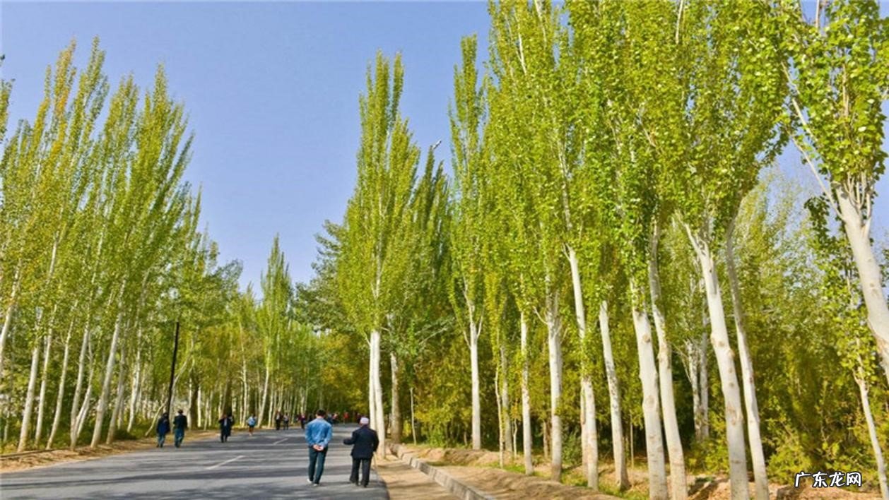 桑树 我国的四大鬼树指的是什么