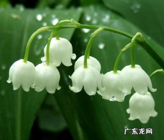 铃兰 哪些花只可以远观