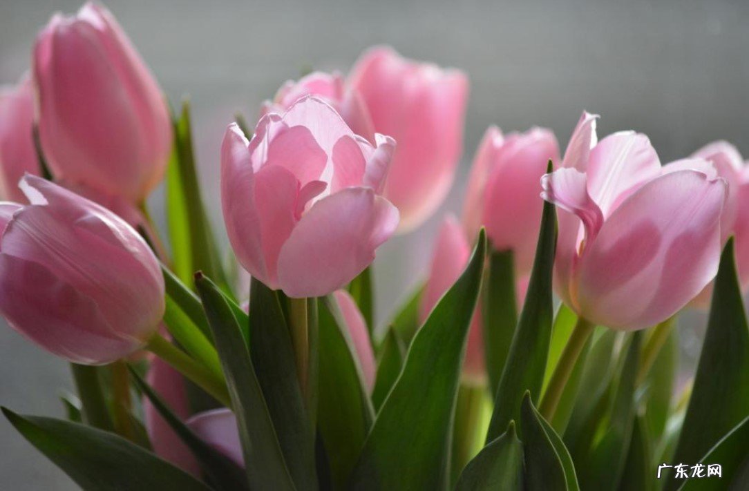 铃兰 哪些花只可以远观