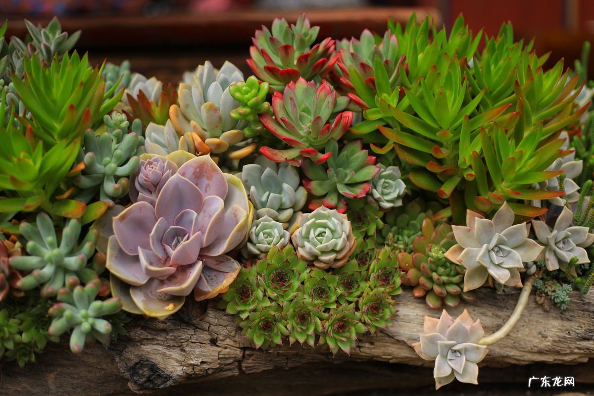 沙漠玫瑰 什么花可以养在封闭阳台