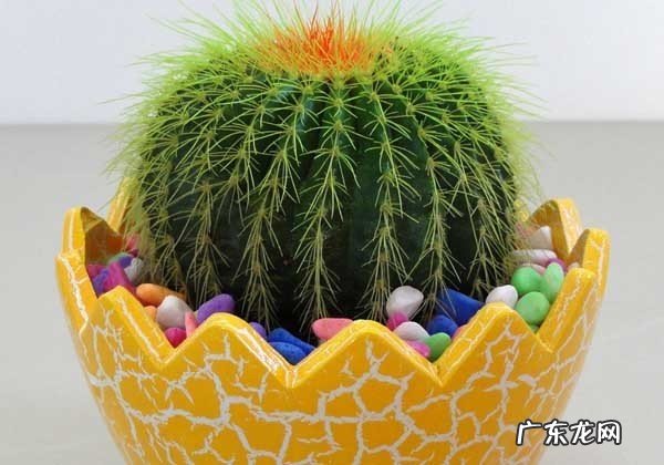 沙漠玫瑰 什么花可以养在封闭阳台