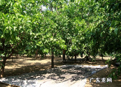 柳树 阴树指的是什么