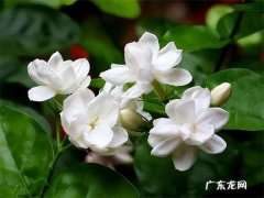 茉莉花 哪些花的香味充满整个角落