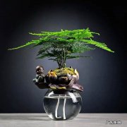 文竹 高冷花有哪些品种