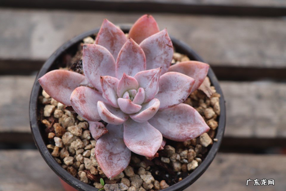 广寒宫 公认不好养的多肉有哪些