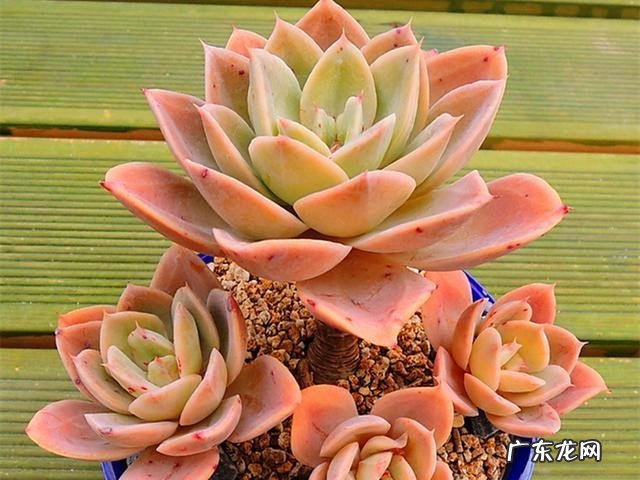 广寒宫 公认不好养的多肉有哪些