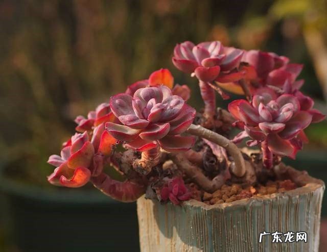 广寒宫 公认不好养的多肉有哪些