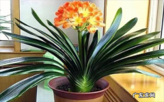 君子兰 开花代表好风水的漂亮花有哪些