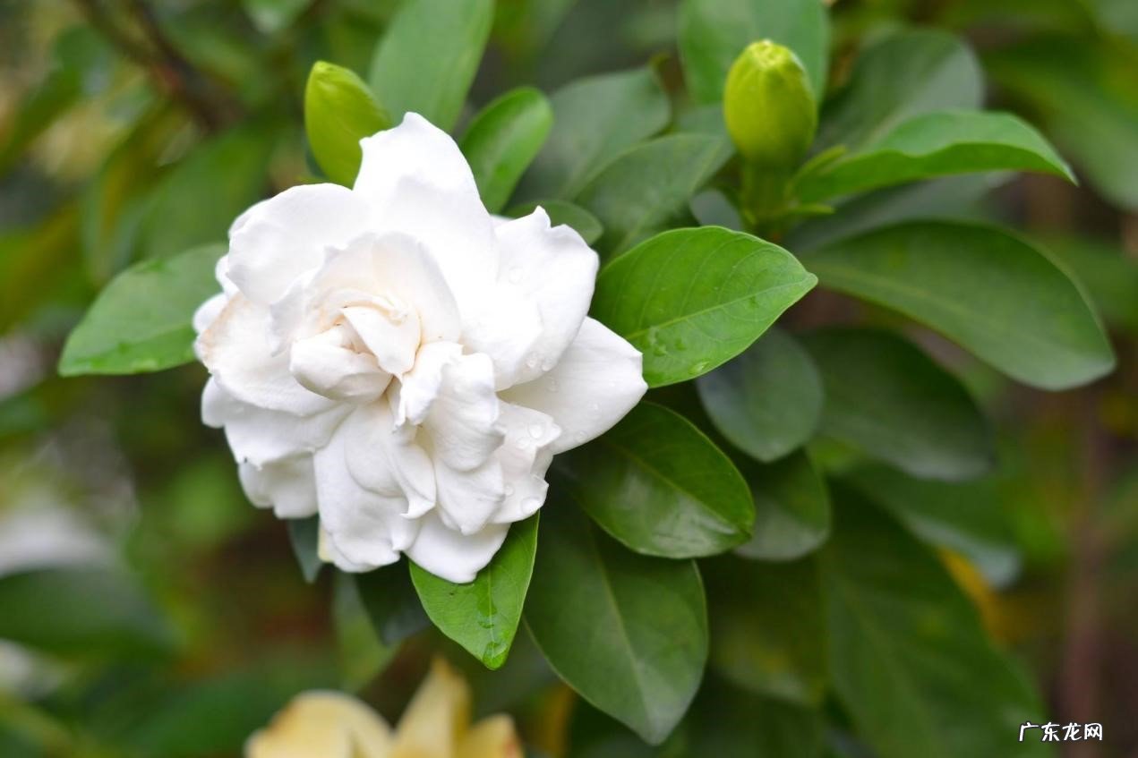 杜鹃花 白醋可以浇哪些花