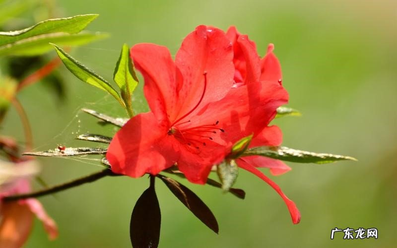 杜鹃花 白醋可以浇哪些花