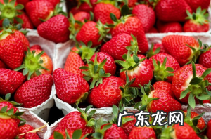 草莓的保鲜和储藏
