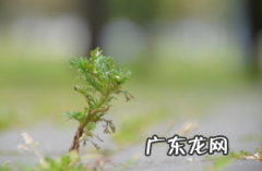 保存刚割的艾草