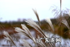 保存苇叶