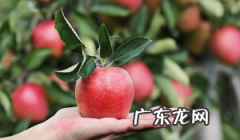 安阳的特色水果