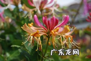 金银花和薄荷花露珠的制作