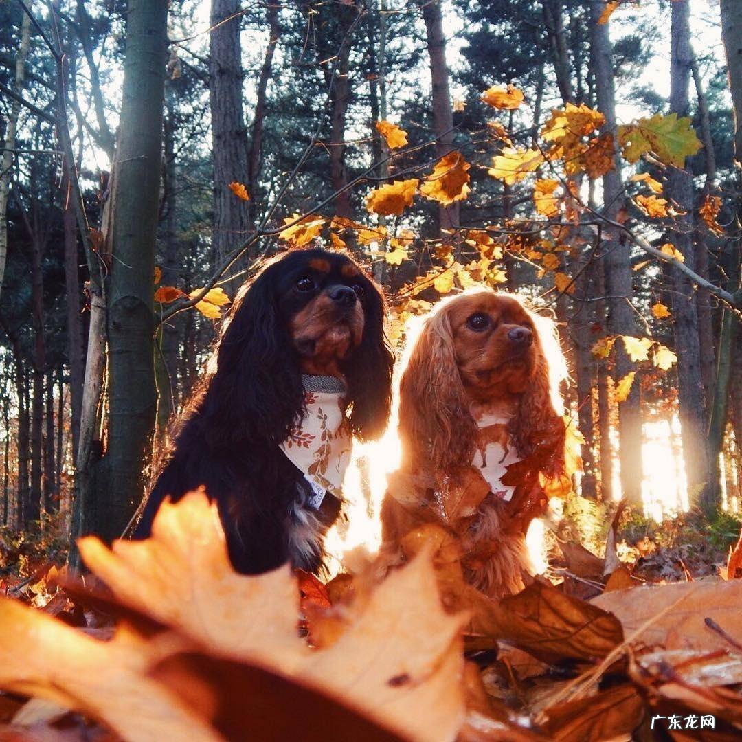 可卡犬图片大全