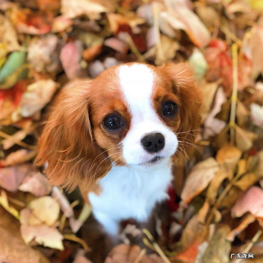 可卡犬图片大全